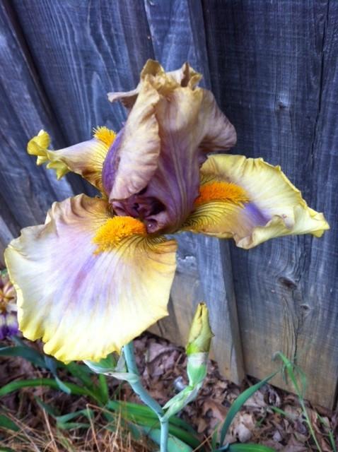 Photo of Tall Bearded Iris (Iris 'Baditude') uploaded by grannysgarden