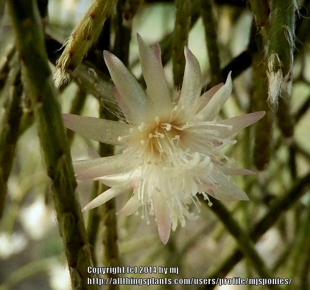 Photo of Mistletoe Cactus (Rhipsalis pilocarpa) uploaded by mjsponies