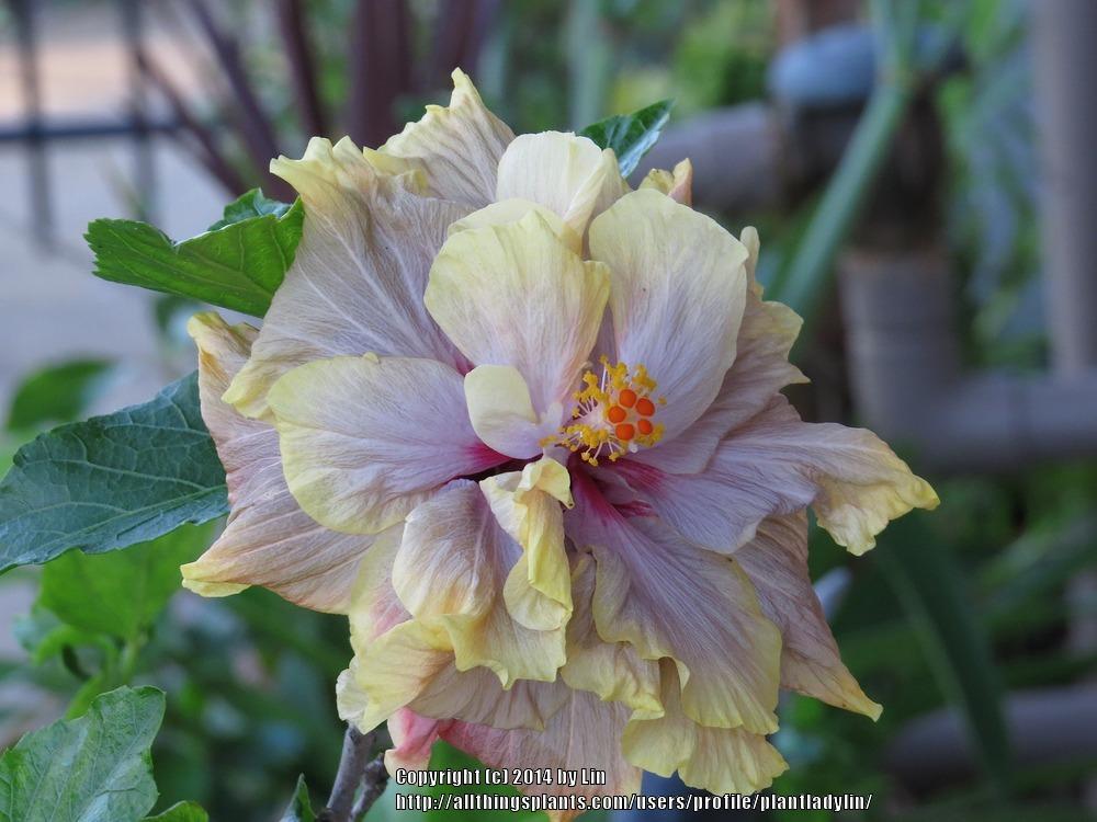 Photo of Tropical Hibiscus (Hibiscus rosa-sinensis 'Queen of Dreams') uploaded by plantladylin
