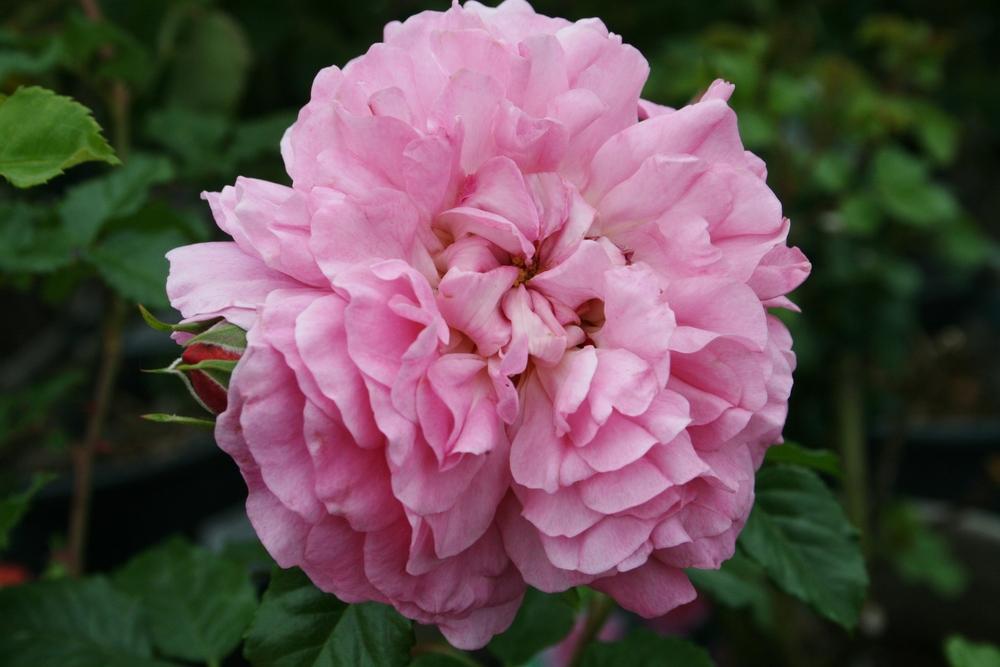 Photo of English Shrub Rose (Rosa 'Constance Spry') uploaded by Calif_Sue
