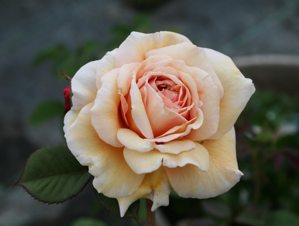 Photo of English Shrub Rose (Rosa 'A Shropshire Lad') uploaded by Calif_Sue