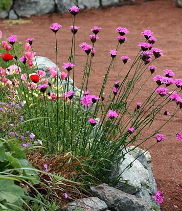 Photo of Clusterhead Pink (Dianthus carthusianorum) uploaded by Calif_Sue