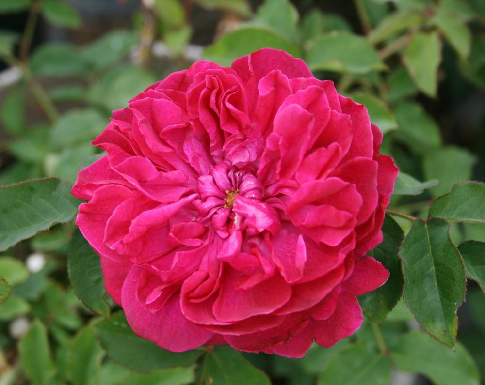 Photo of English Shrub Rose (Rosa 'Darcey Bussell') uploaded by Calif_Sue
