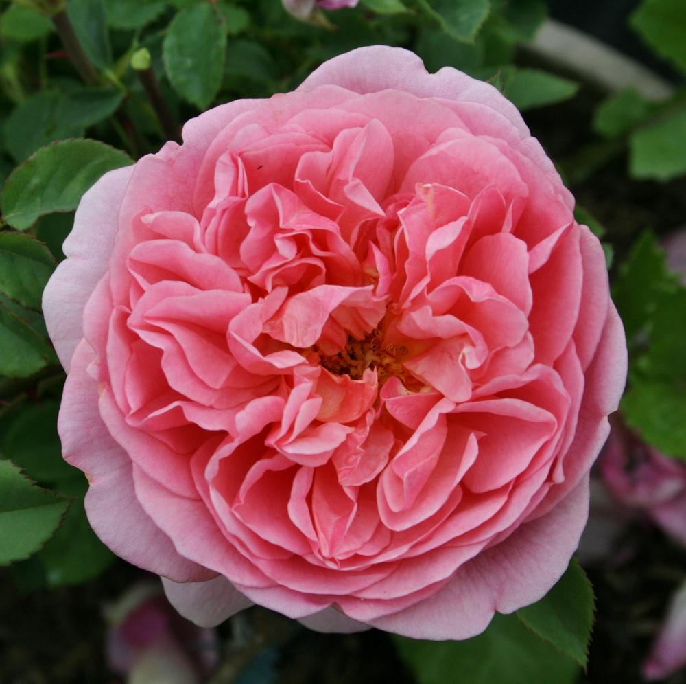 Photo of Rose (Rosa 'Boscobel') uploaded by Calif_Sue
