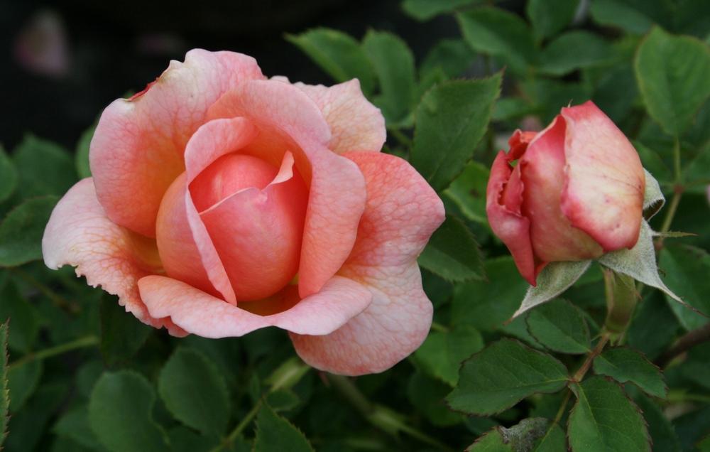 Photo of Rose (Rosa 'Boscobel') uploaded by Calif_Sue