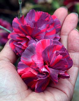 Photo of Carnation (Dianthus caryophyllus 'Chomley Farran') uploaded by Calif_Sue