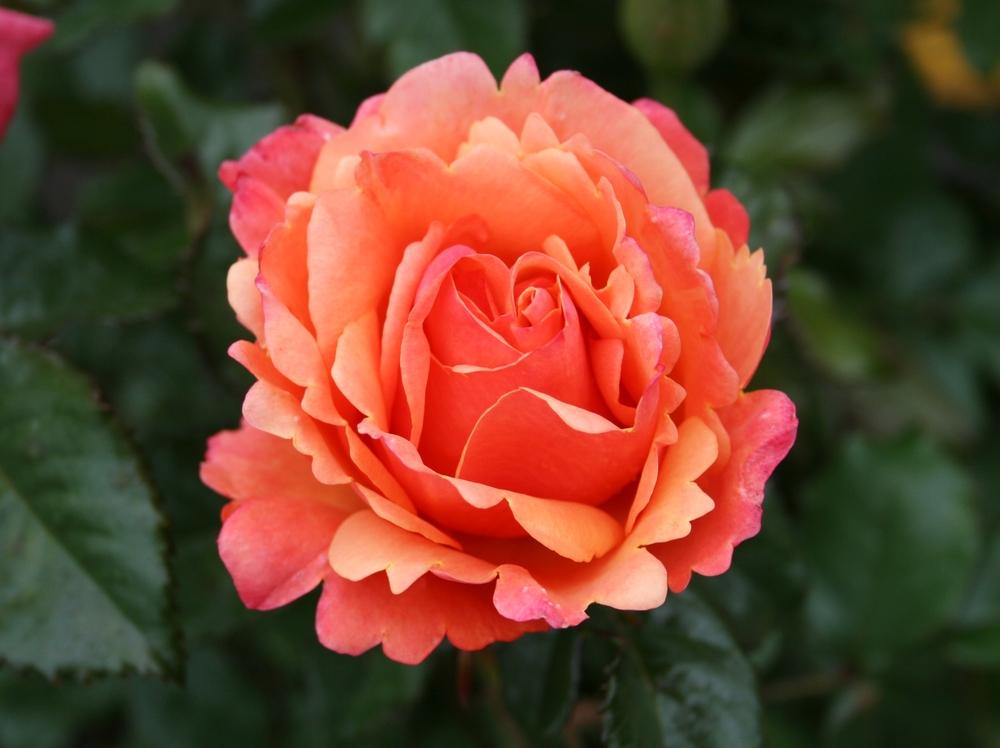 Photo of Rose (Rosa 'Anna's Promise') uploaded by Calif_Sue