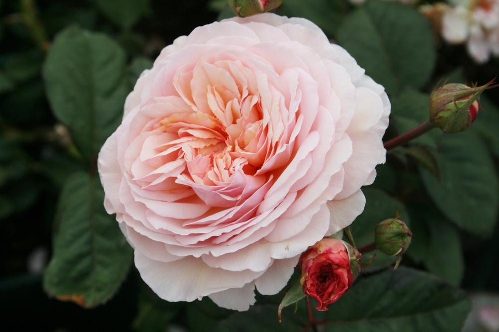 Photo of English Shrub Rose (Rosa 'A Shropshire Lad') uploaded by Calif_Sue
