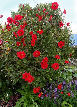 Photo of Scarlet Flowered Dahlia (Dahlia coccinea) uploaded by Calif_Sue
