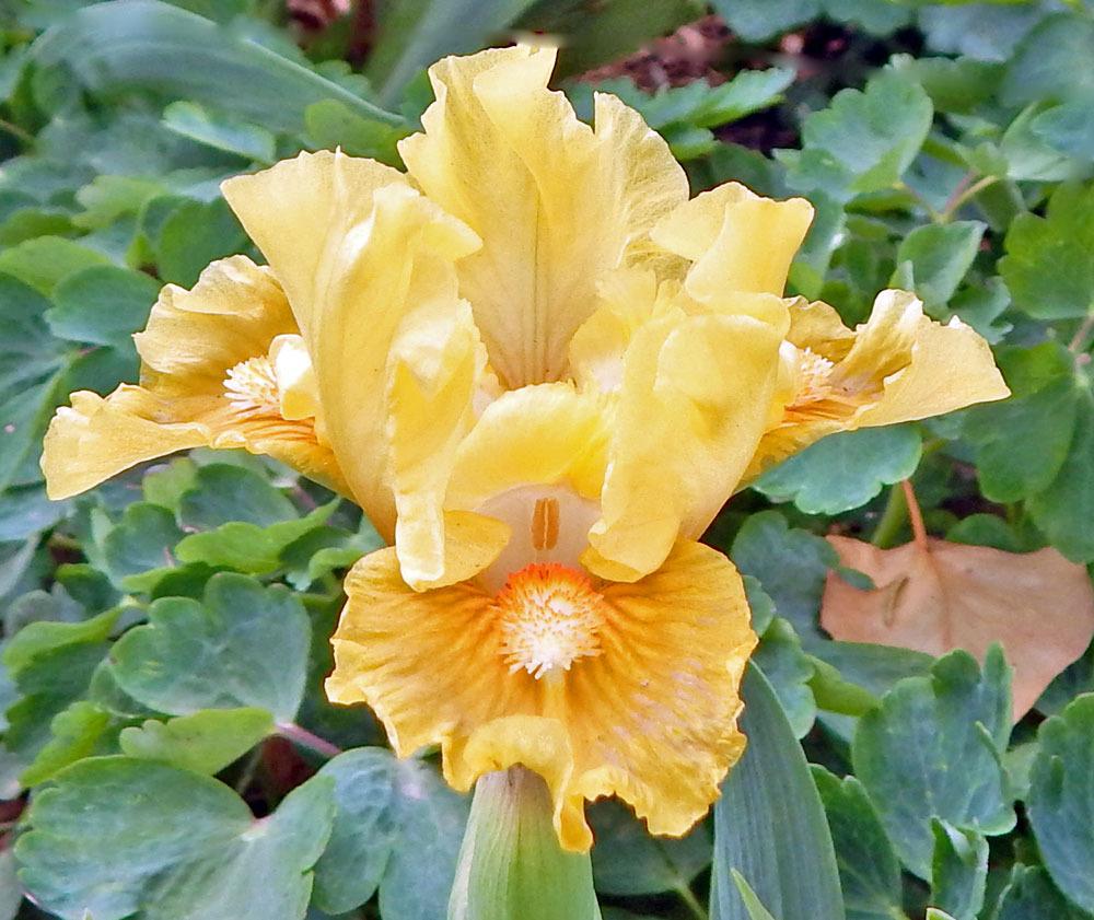 Photo of Standard Dwarf Bearded Iris (Iris 'Tweety Bird') uploaded by TBGDN