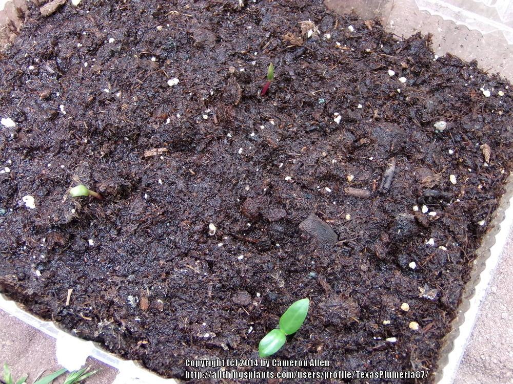 Photo of Malabar Spinach (Basella alba 'Rubra') uploaded by TexasPlumeria87