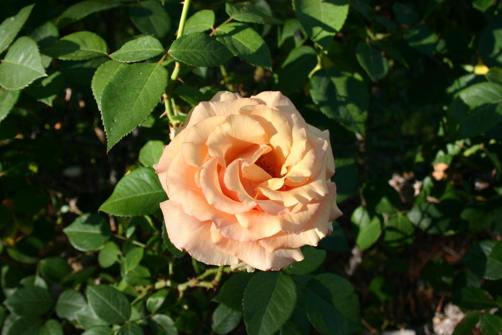 Photo of Rose (Rosa 'Sunstruck') uploaded by jon