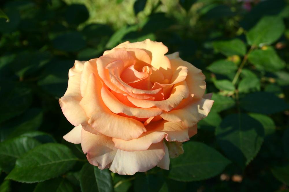Photo of Rose (Rosa 'Sunstruck') uploaded by jon