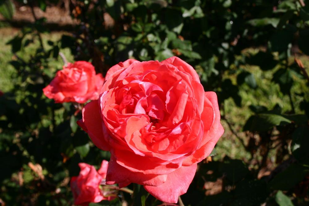 Photo of Rose (Rosa 'Spartan') uploaded by jon
