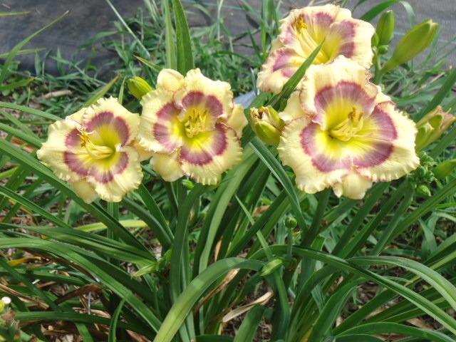 Photo of Daylily (Hemerocallis 'Turn the Kaleidoscope') uploaded by lilyfan