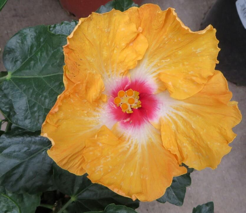 Photo of Hibiscus uploaded by lisam0313