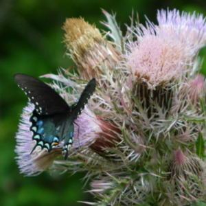 Butterflies and bumble bees find the blooms very attractive #Poll