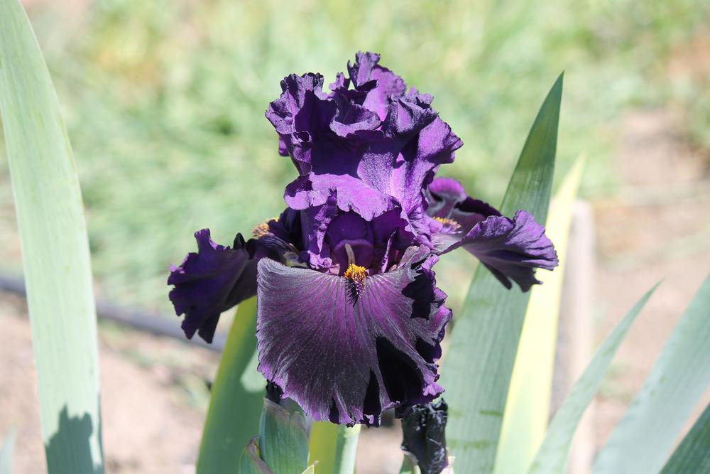 Photo of Tall Bearded Iris (Iris 'Harmonious Flow') uploaded by ARUBA1334