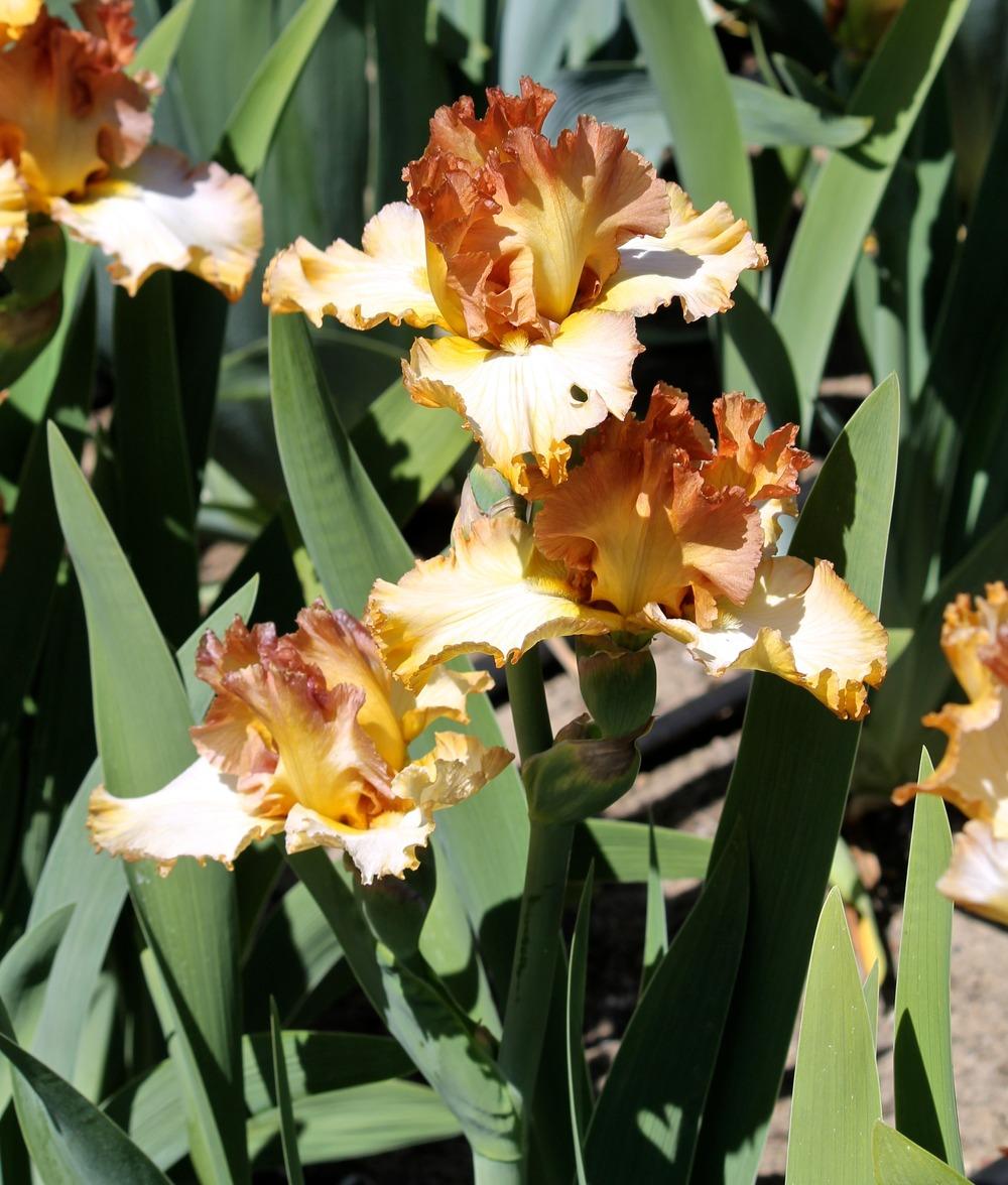 Photo of Tall Bearded Iris (Iris 'Scottish Reel') uploaded by ARUBA1334
