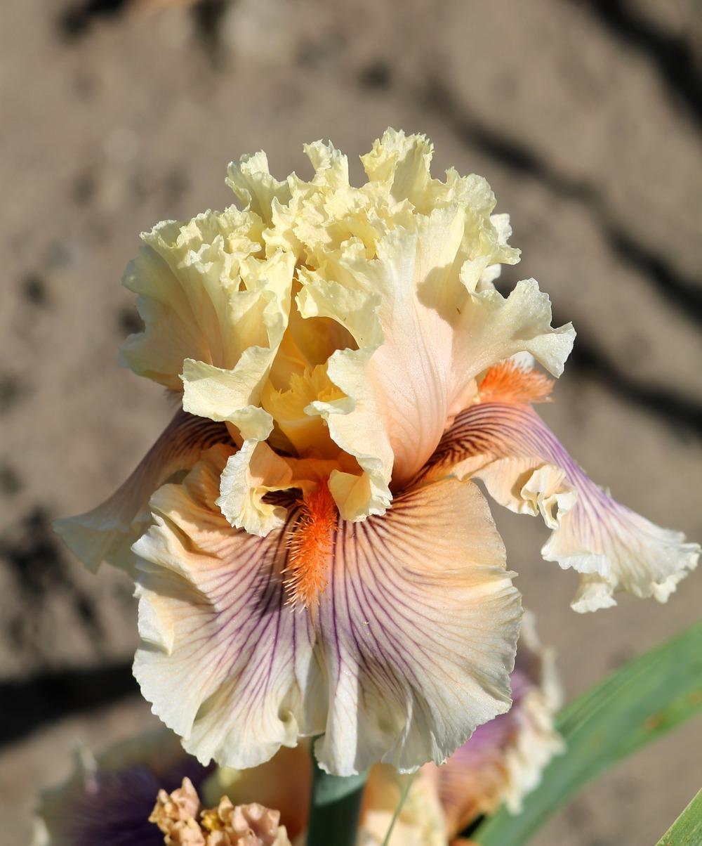 Photo of Tall Bearded Iris (Iris 'Dreamalot') uploaded by ARUBA1334