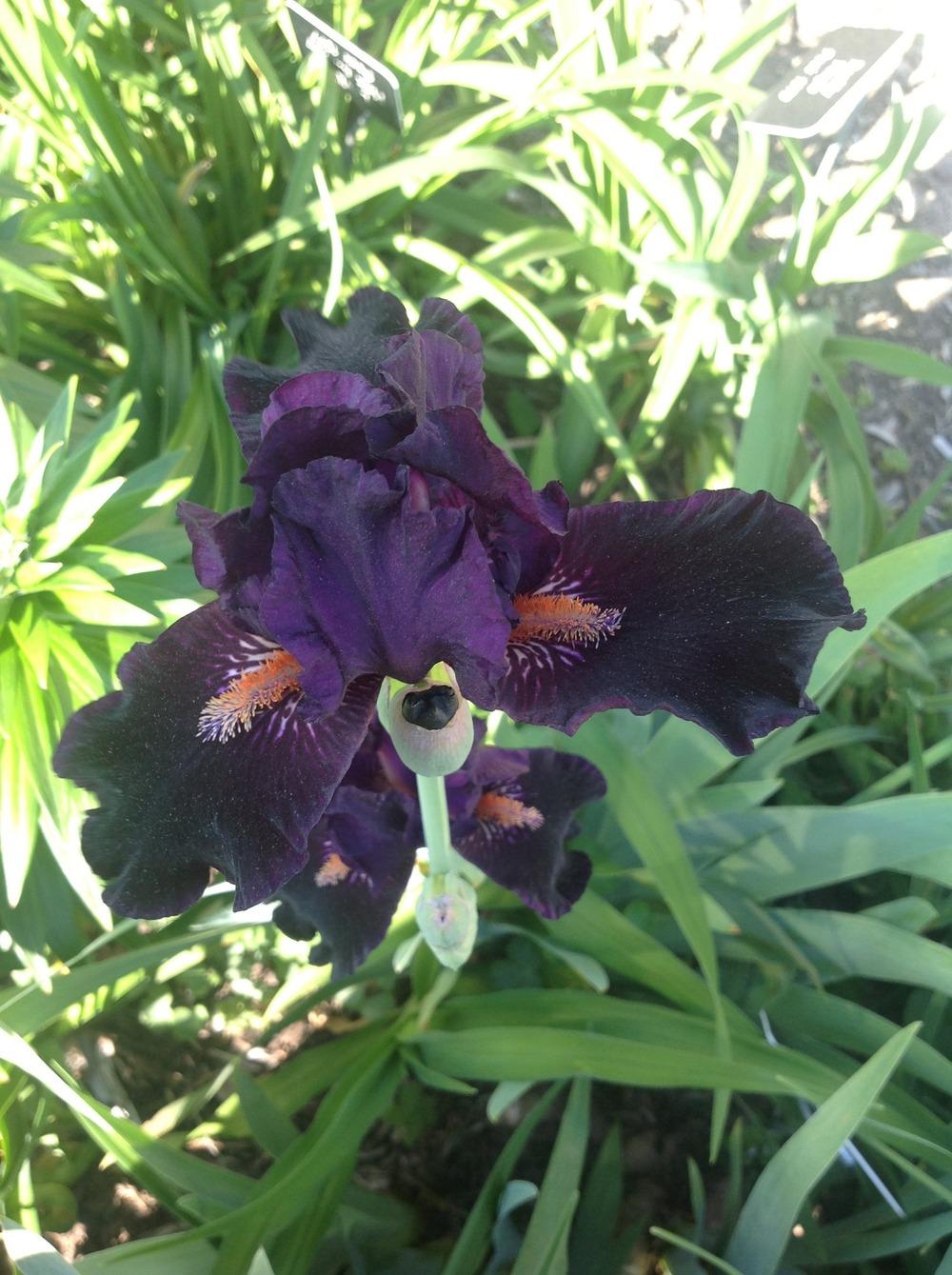 Photo of Intermediate Bearded Iris (Iris 'Devil May Care') uploaded by Lilydaydreamer