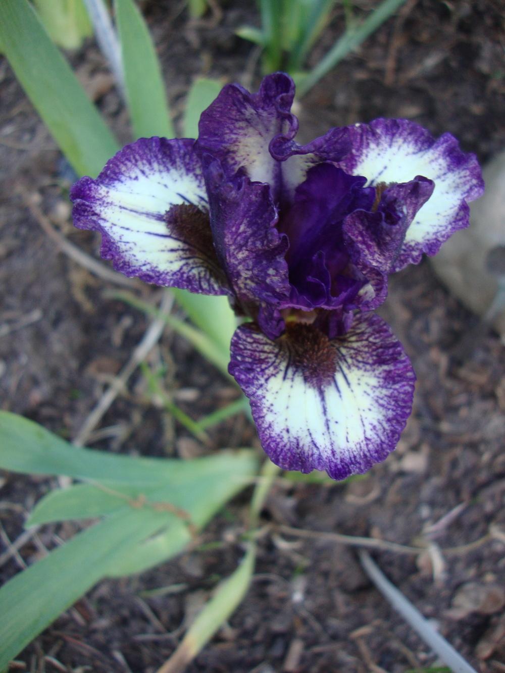 Photo of Miniature Dwarf Bearded Iris (Iris 'Be Brief') uploaded by Paul2032