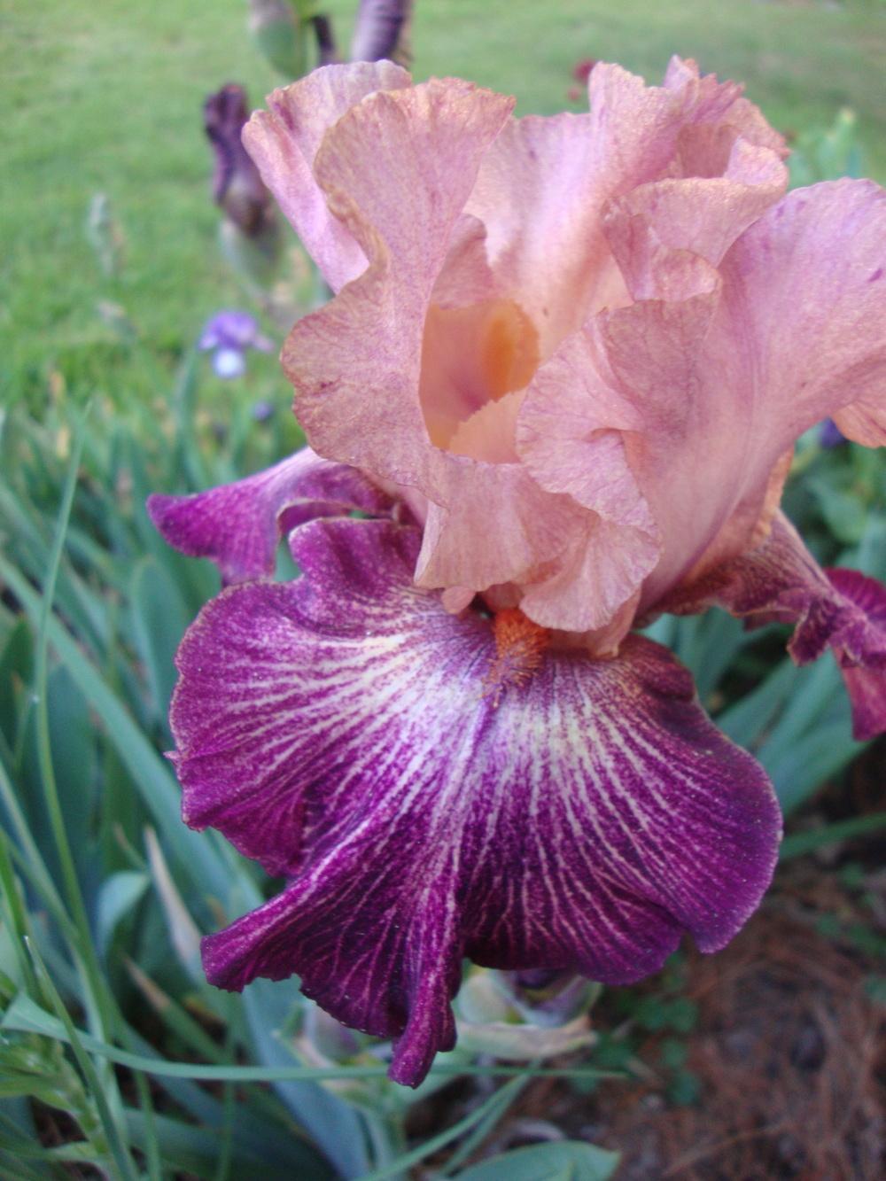 Photo of Tall Bearded Iris (Iris 'Artistic Web') uploaded by Paul2032