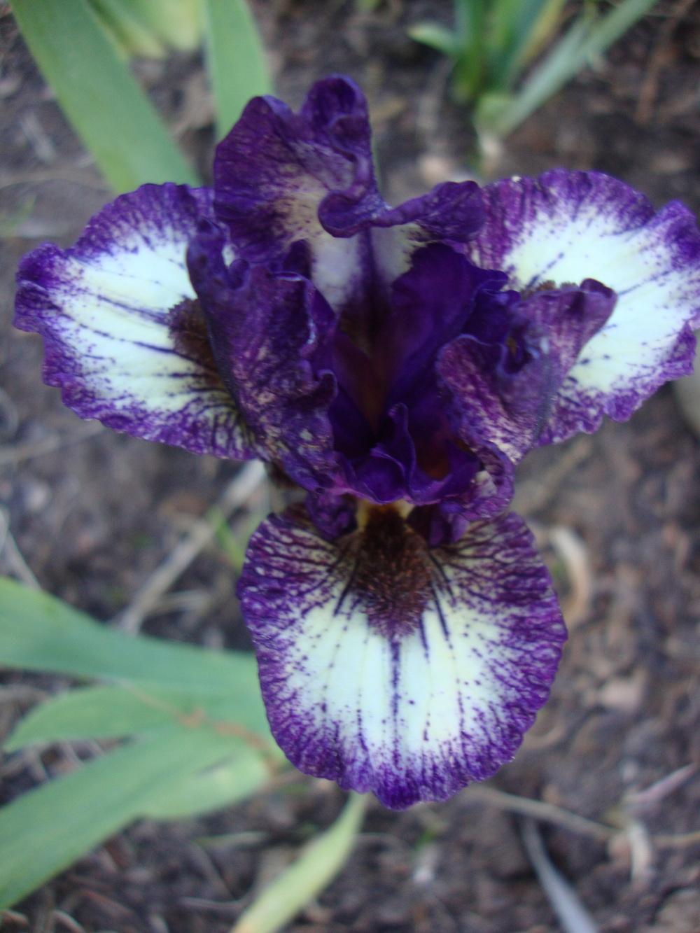 Photo of Miniature Dwarf Bearded Iris (Iris 'Be Brief') uploaded by Paul2032