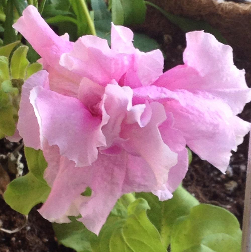 Photo of Double Grandiflora Petunia (Petunia 'Double Cascade Orchid Mist') uploaded by bxncbx