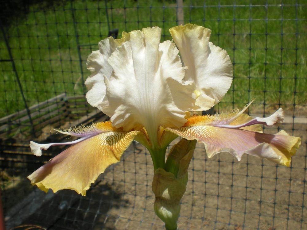 Photo of Tall Bearded Iris (Iris 'Praetorian Guard') uploaded by campsharyn