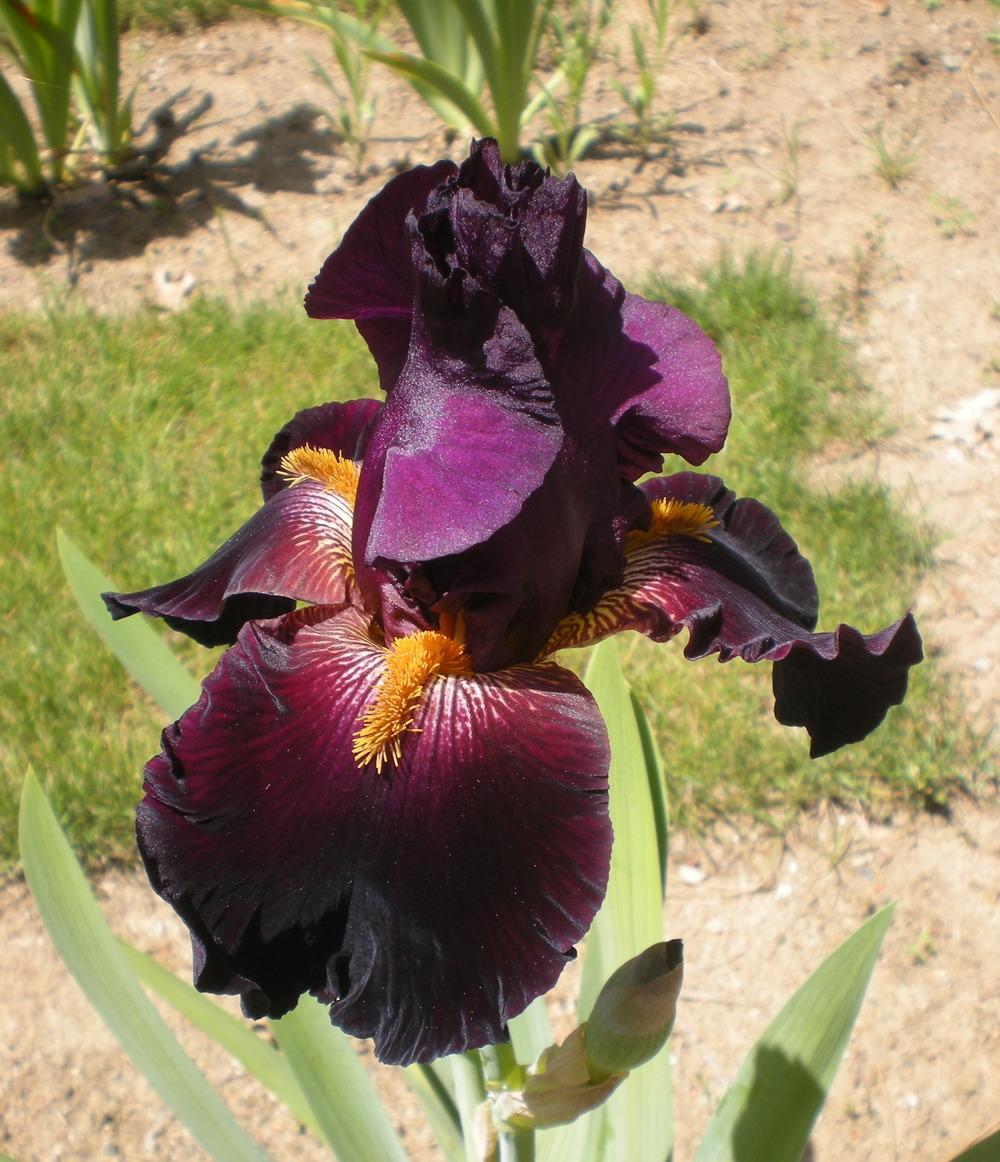 Photo of Tall Bearded Iris (Iris 'Coalignition') uploaded by campsharyn