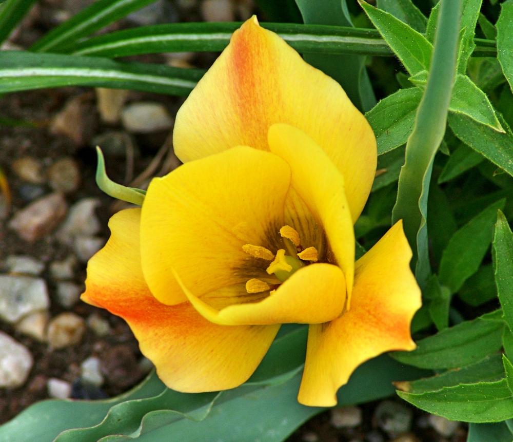 Photo of Batalin Botanical Tulip (Tulipa linifolia 'Bright Gem') uploaded by dirtdorphins