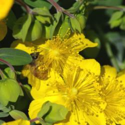 Location: My Garden, Utah
Date: 2014-05-10
bees love it #Pollination