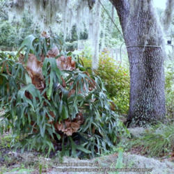 Location: My Garden
Date: 2012-08-22
Time to raise it up higher, And clean out more Spanish Moss