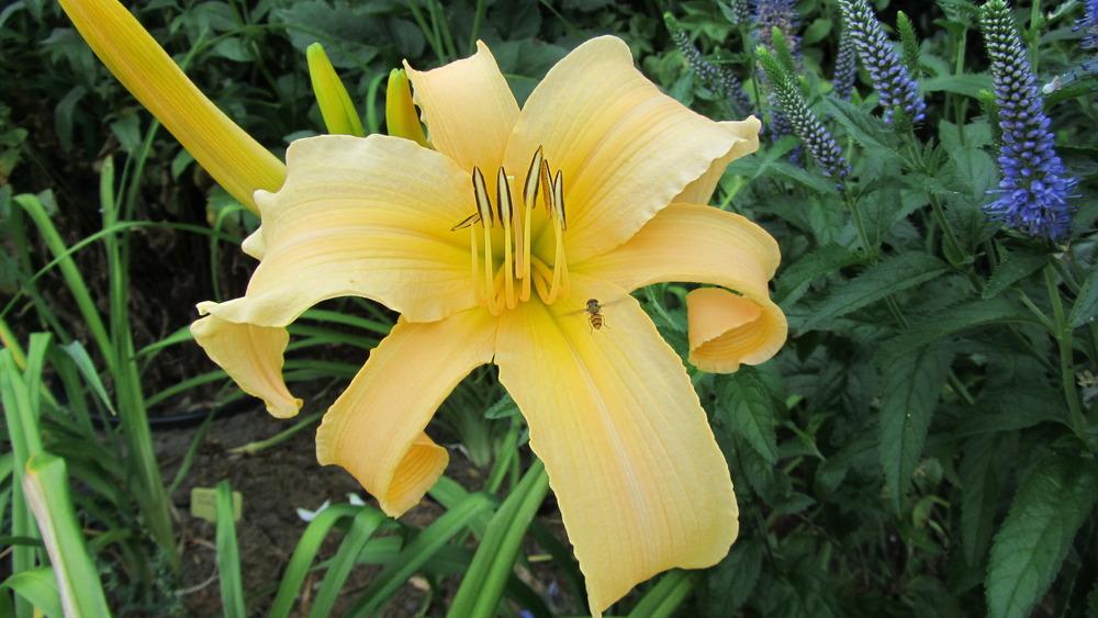 Photo of Daylily (Hemerocallis 'Plemplem') uploaded by queerbeet