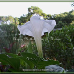 Location: DeLand Florida
Date: 2014-05-10
This pure white Datura is an eye catcher in the gardens!