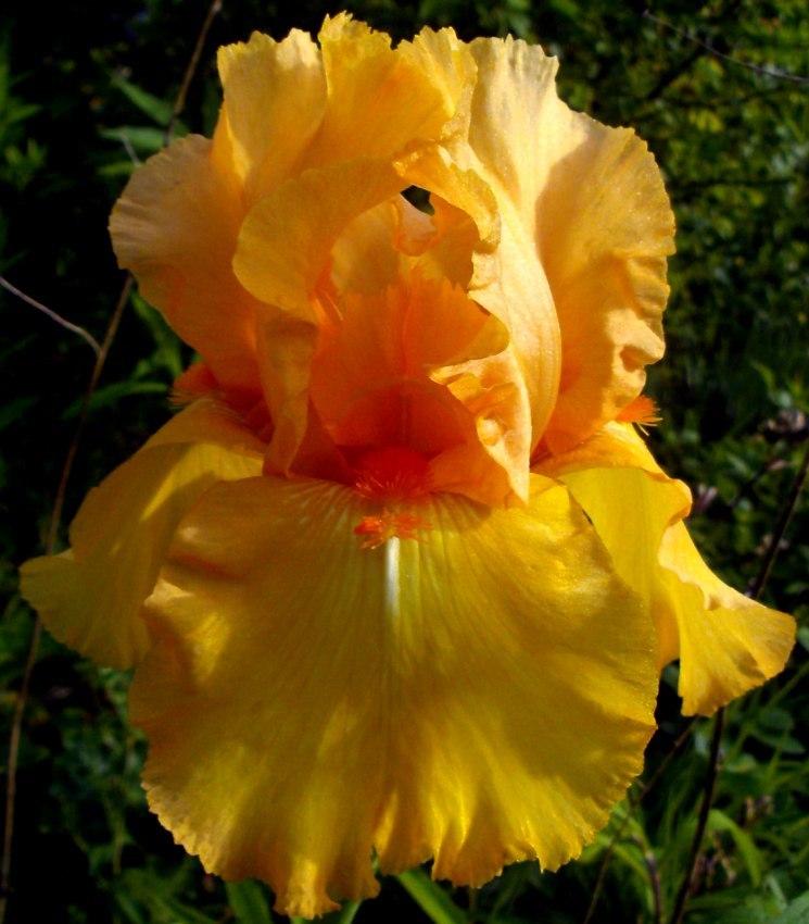 Photo of Tall Bearded Iris (Iris 'Avalon Sunset') uploaded by Heart2Heart
