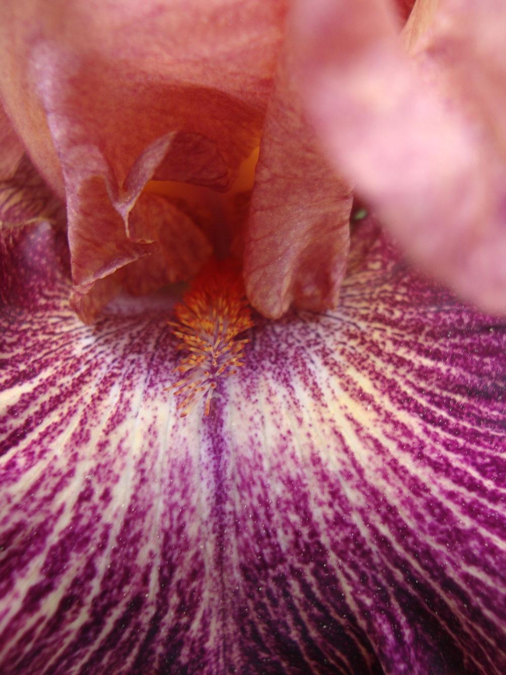 Photo of Tall Bearded Iris (Iris 'Artistic Web') uploaded by Paul2032