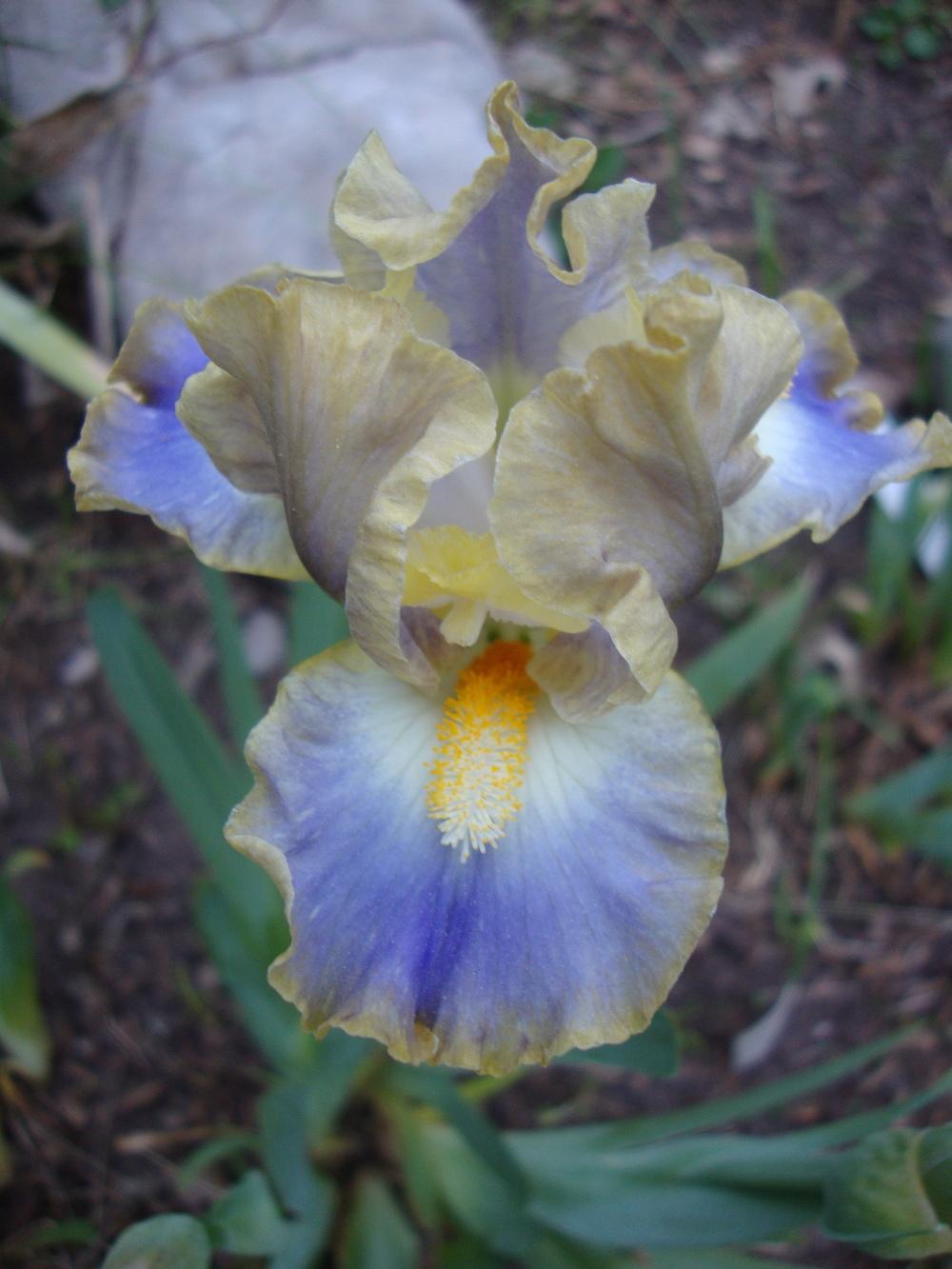 Photo of Standard Dwarf Bearded Iris (Iris 'My Cher') uploaded by Paul2032