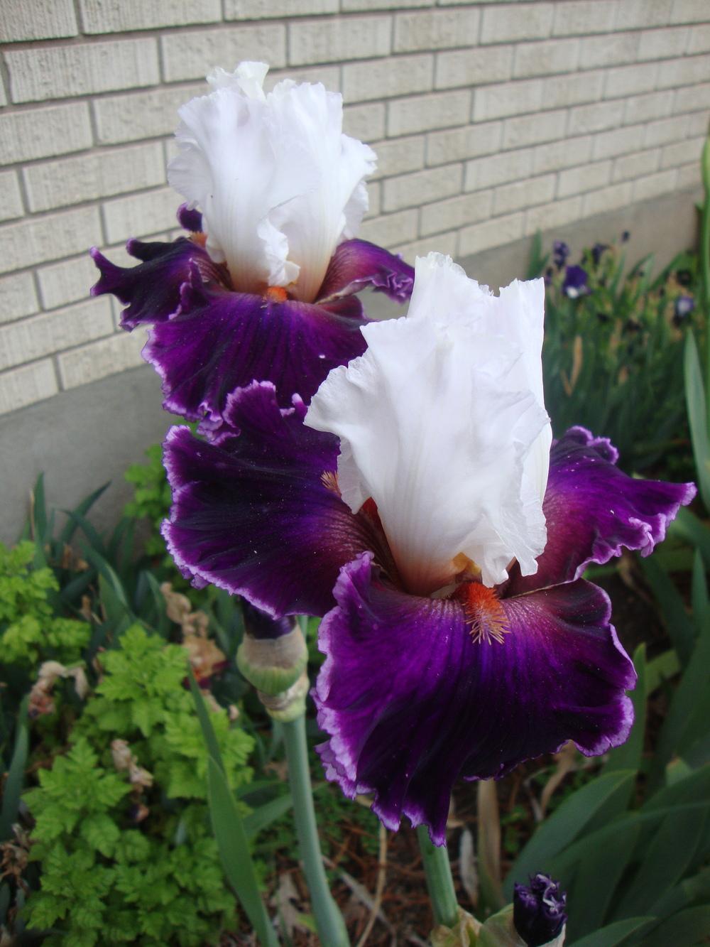 Photo of Tall Bearded Iris (Iris 'Applause Line') uploaded by Paul2032