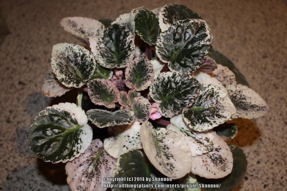 Photo of African Violet (Streptocarpus 'Chicago Flair') uploaded by Shannon