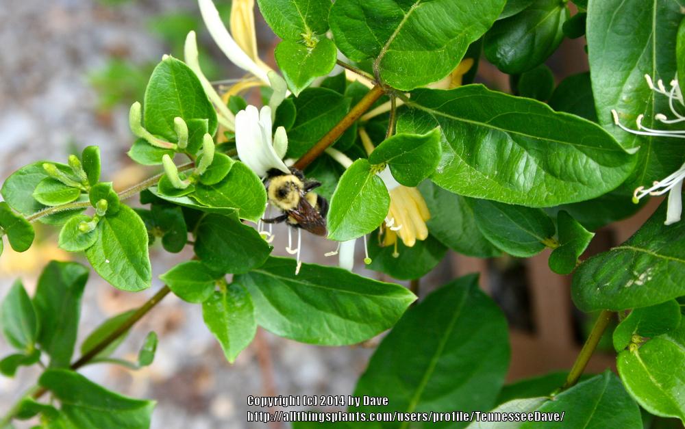 Photo of Japanese Honeysuckle (Lonicera japonica) uploaded by TennesseeDave