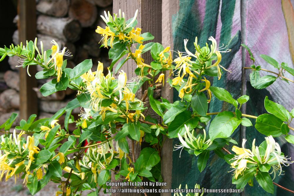 Photo of Japanese Honeysuckle (Lonicera japonica 'Halliana') uploaded by TennesseeDave
