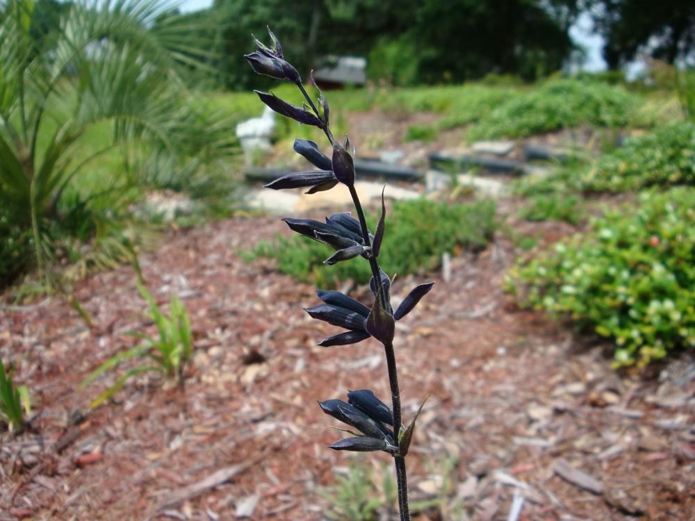 Photo of Anise-Scented Sage (Salvia coerulea 'Black and Blue') uploaded by flaflwrgrl