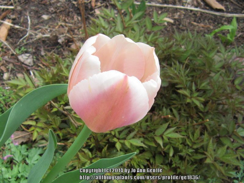 Photo of Darwin Hybrid Tulip (Tulipa 'Ollioules') uploaded by ge1836