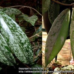 Location: My Garden
Date: 2014-05-10
Photo on left grown in more shade. On right in more sun.