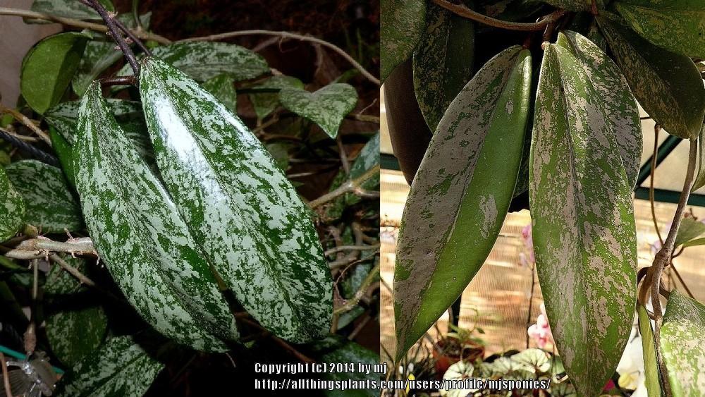 Photo of Wax Plant (Hoya pubicalyx 'Splash') uploaded by mjsponies