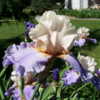 Last Chance iris - a fitting name as it is the last iris seen blo