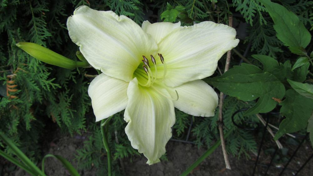 Photo of Daylily (Hemerocallis 'Dad's Best White') uploaded by queerbeet