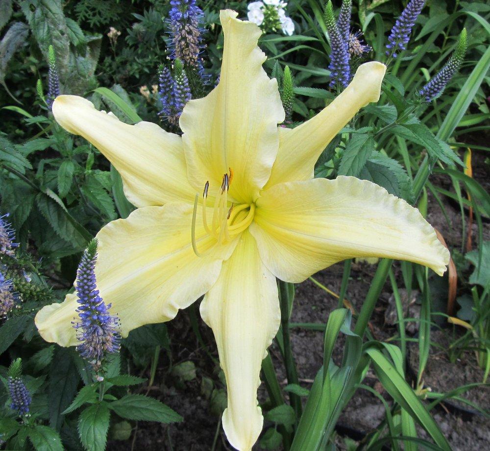 Photo of Daylily (Hemerocallis 'Mynelle's Starfish') uploaded by queerbeet